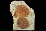 Three Fossil Leaves (Beringiaphyllum & Davidia) - Montana #97729-1
